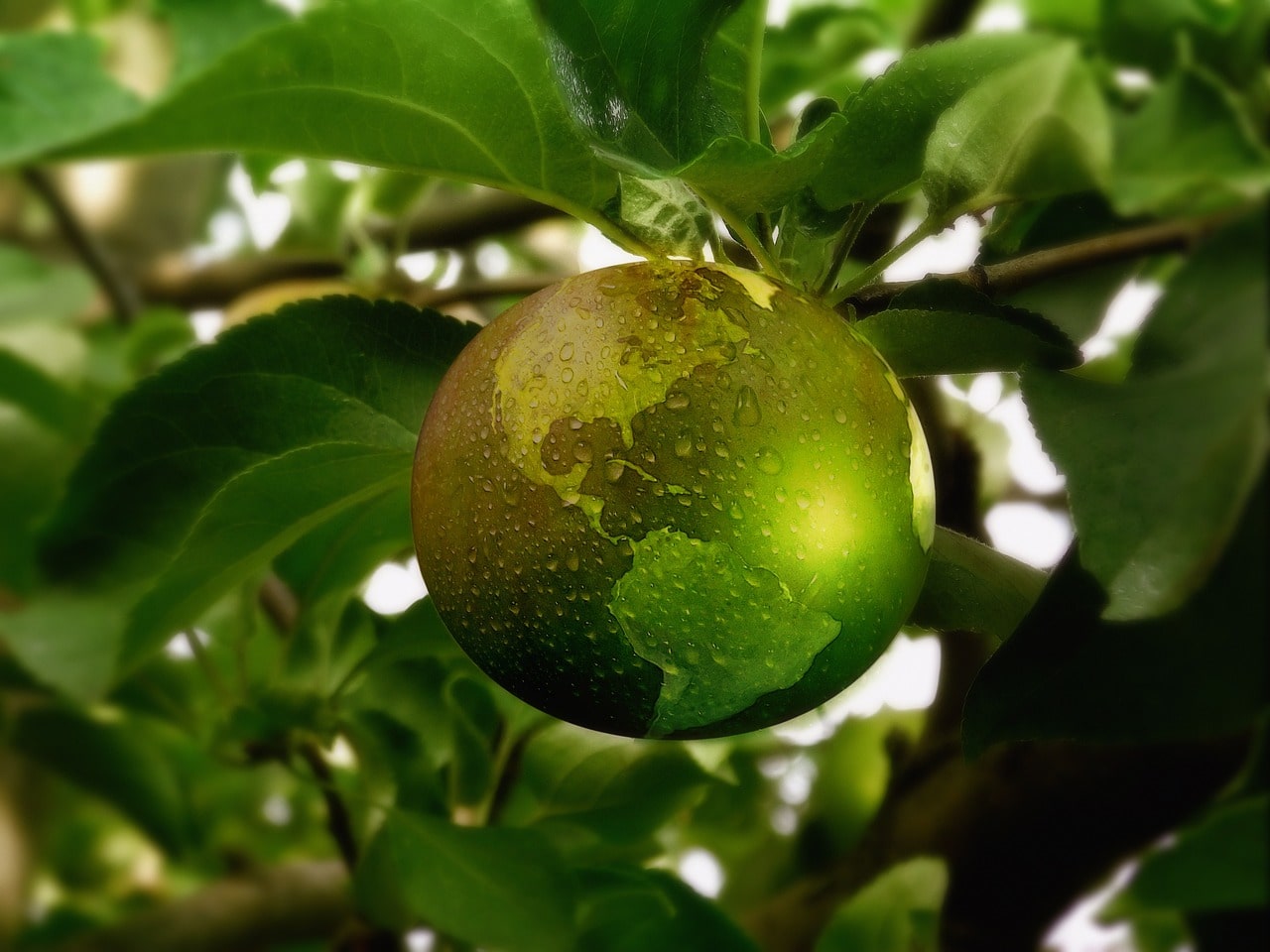 Strategies for a Sustainable Future - Fruit That Looks Like Globe Hanging on Tree